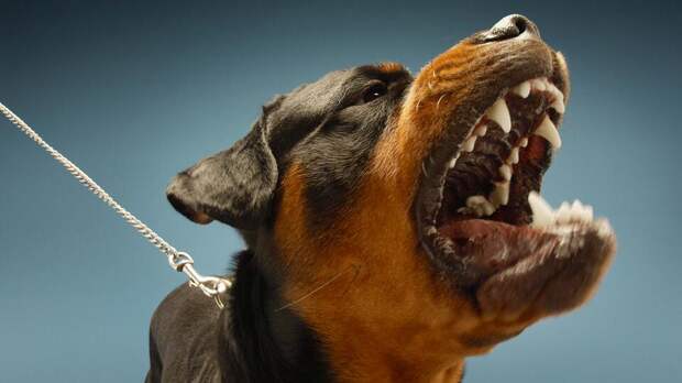 В ГД предложили штрафовать за выгул собак опасных пород без намордника