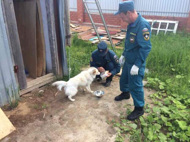 Сотрудники МЧС каждый день приезжали в пустой дом, чтобы покормить когда-то спасенную ими собаку... И это закончилось очень неожиданно!