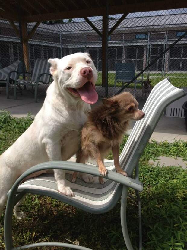Трогательная дружба двух бродячих собак животные, собаки, дружба