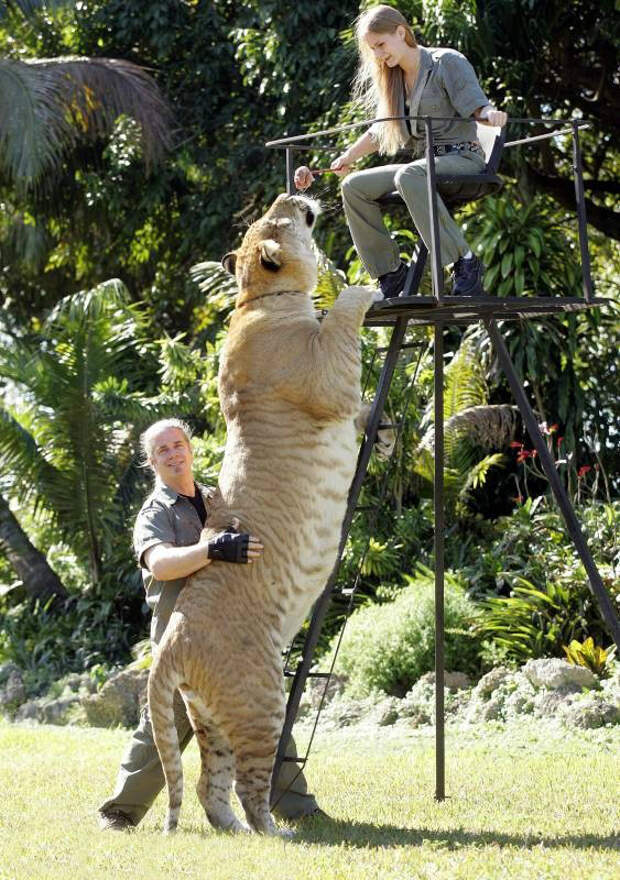 Геркулес: самая большая кошка в мире живет с людьми и весит как 2 льва