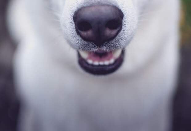 pic
