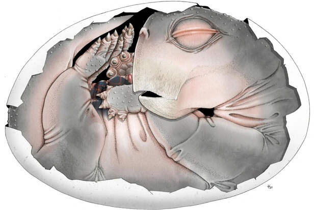 PLOS One: найдено яйцо предка млекопитающих возрастом 250 млн лет