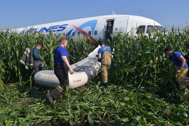 A321 «Уральских авиалиний» в кукурузном поле