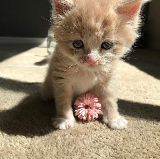 Котенок сидит