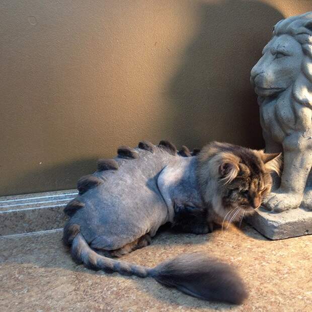 Коты и стрижка под динозавра