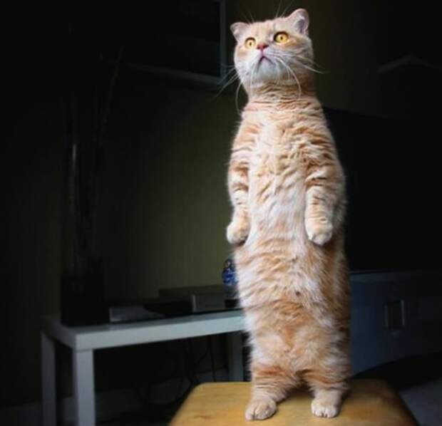 30 фотографий, которыми коты могут гордиться