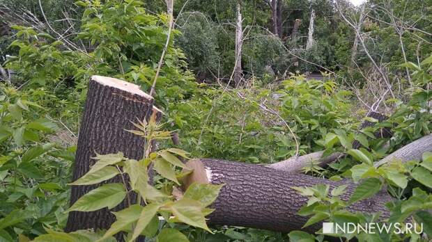 В России американский клен приравняли по вреду к борщевику