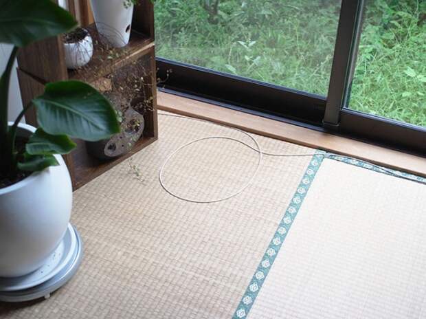 Кот в кругу