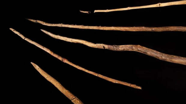 ⚡️ Шёнингенские копья "помолодели" на 100 000 лет! 🏹