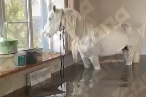 Семья из Оренбурга приютила соседского коня в своем доме из-за наводнения