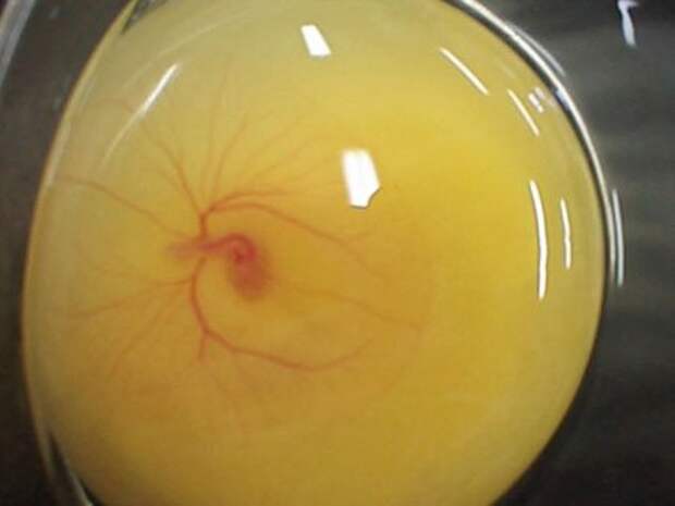 Эмбриональное развитие и появление цыплёнка на свет (29 фото + видео)