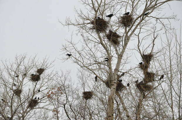 Орнитолог: Быел кара каргалар Казанга гадәттәгедән соңрак кайтты