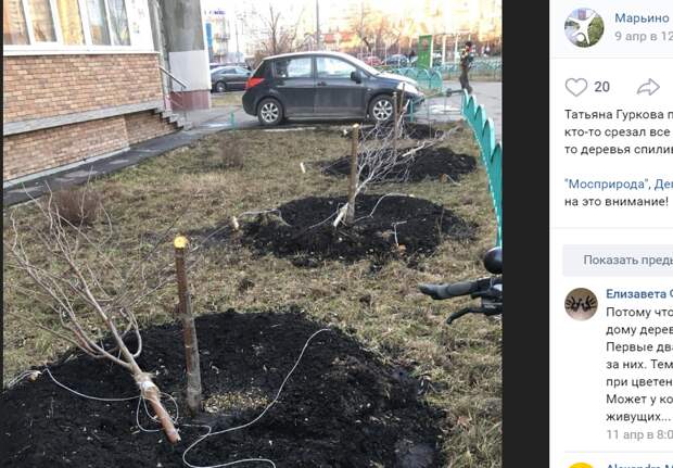 Неизвестные злоумышленники срубили рябины на Перерве