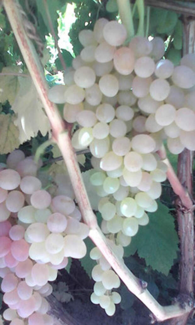 Селекция винограда для северных регионов