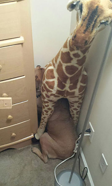 Pets Really Don’t Enjoy Visits to the Vet
