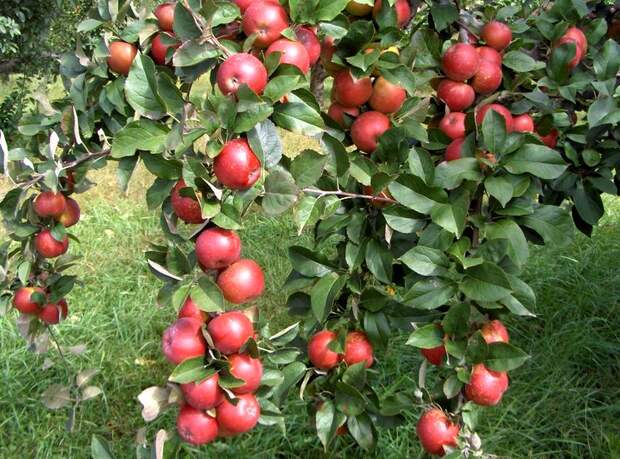 Как выбрать удобрения для яблони