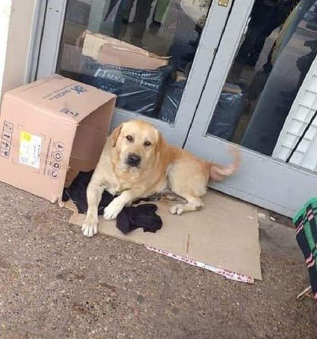 Пес надеялся, что хозяин выйдет из больницы и заберет его домой, не зная, что видит его в последний раз