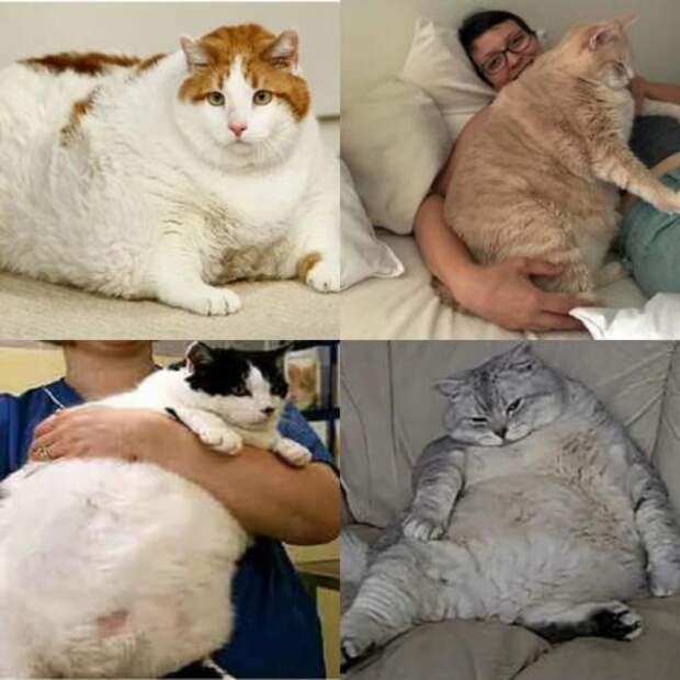 Самые толстые кошки, упомянутые в рекордах Guinness, включают: