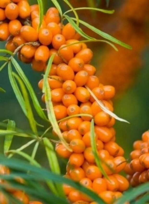 Облепиховое масло.  Самый ценный продукт облепихи - ее масло, содержащееся в мякоти плодов, семенах, листьях и даже коре облепихи.