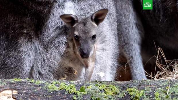 В Московском зоопарке появился на свет детеныш кенгуру