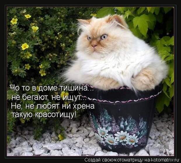 Лучшие котоматрицы недели