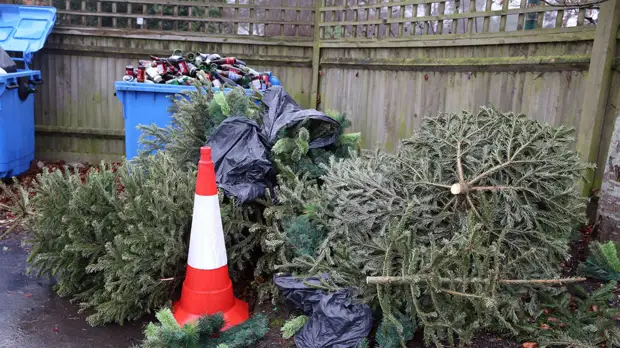 Жители Подмосковья сдали на утилизацию более 45 тысяч хвойных деревьев