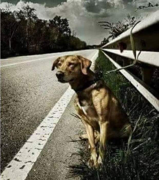 История собаки, которую привязали на дороге к отбойнику истории, собаки, спасение