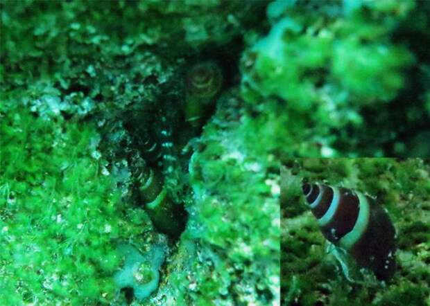 fish mimics snail