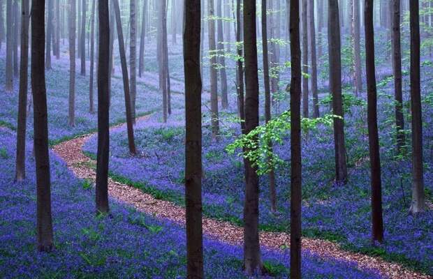 Лес Халлербос, Халле, Бельгия - ковер из синих колокольчиков (середина апреля, при теплой погоде - чуть ранее) великоление, красота, природа, путешествия, цветочные туры