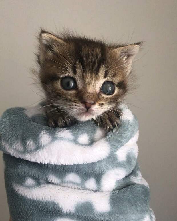 Укутанный котенок Котенок в полотенце
