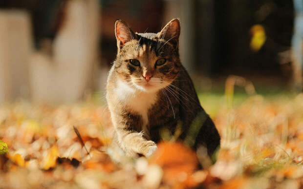 Домашние коты впервые увидели уличных, но не были к этому готовы