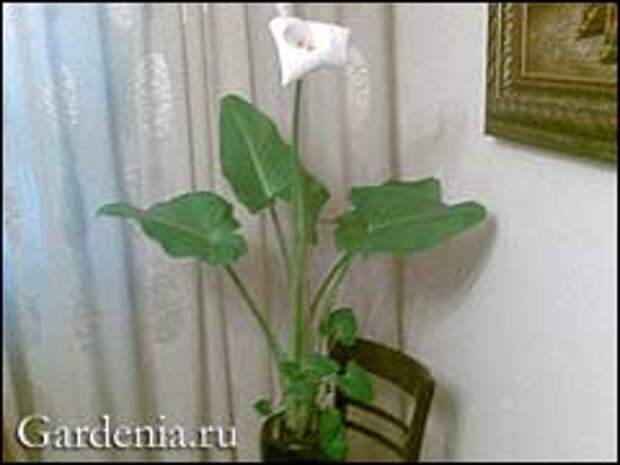 калла цветёт зимой
