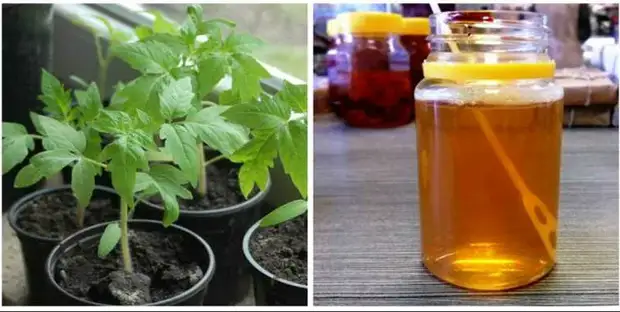 Дешевое и всем доступное средство для здоровой рассады