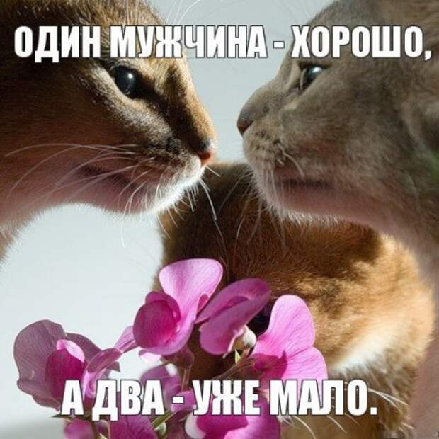 Интересные фразы с картинками о жизни и с юмором.
