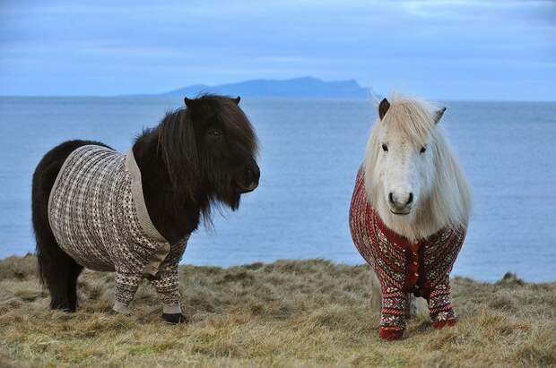 shetlandponies04