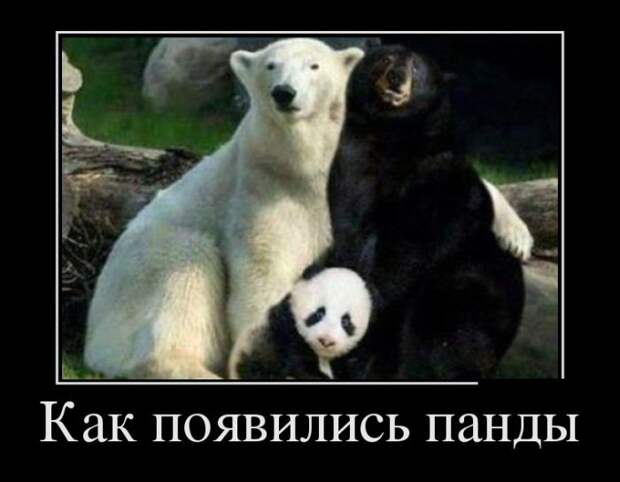Позитивные демотиваторы про животных (20 фото) Позитивные демотиваторы про животных (20 фото)