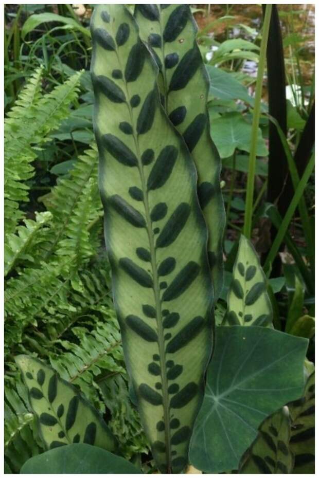 Calathea lancifolia - листья на листьях Calathea lancifolia - листья на листьях