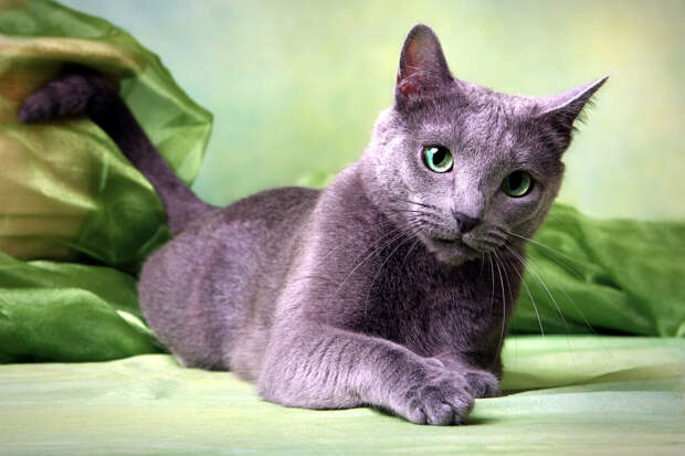Русская голубая кошка — уникальная порода братьев наших меньших