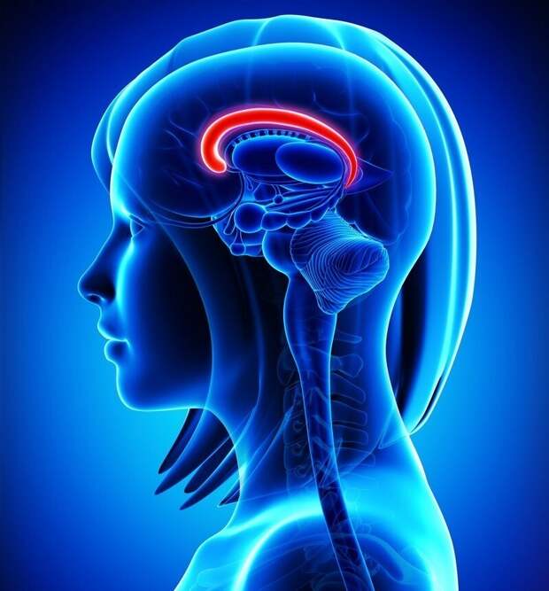 Мозолистое тело в мозге женщины толще, чем у мужчин, и в нем на 30% больше соединений. 