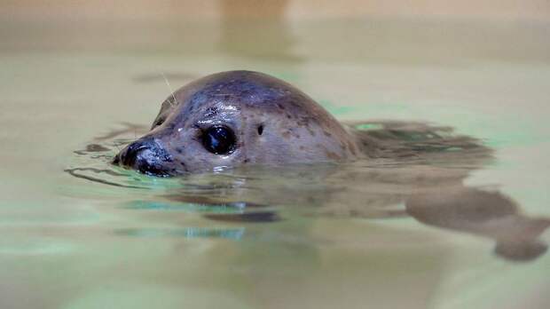 Спасенную в дикой природе ларгу приютили в Московском зоопарке