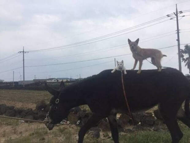 Милые животные на снимках, которые вызовут вашу улыбку
