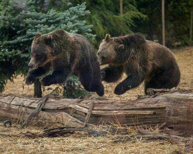 Браконьеры с вертолета расстреливали медведей на Камчатке