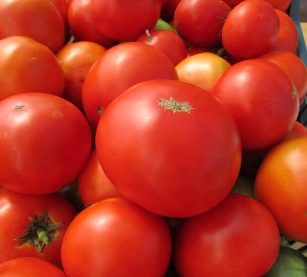 sladkie_sorta_tomatov5