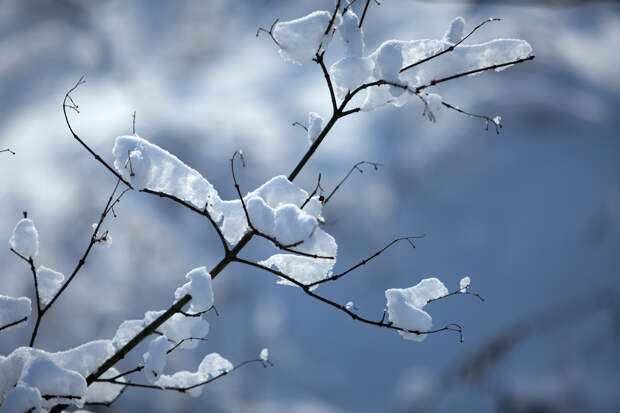 фото: Nikolay Gyngazov/Global Look Press
