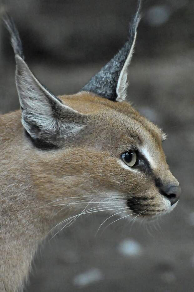 Каракал, или степная рысь (лат. Caracal caracal)