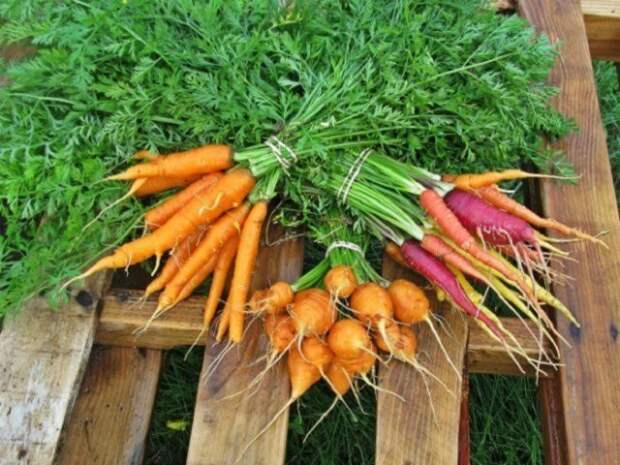 сорта моркови