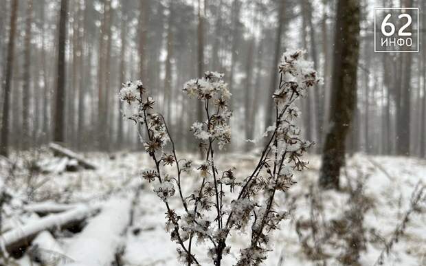 Рязанская область останется в желтой метеозоне до 15 января