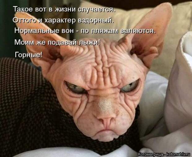 Новая котоматрица для поднятия настроения