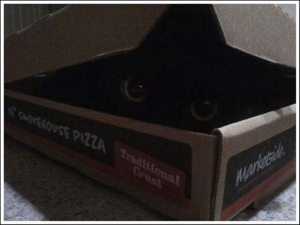 За что коты любят пиццу   кот, пицца