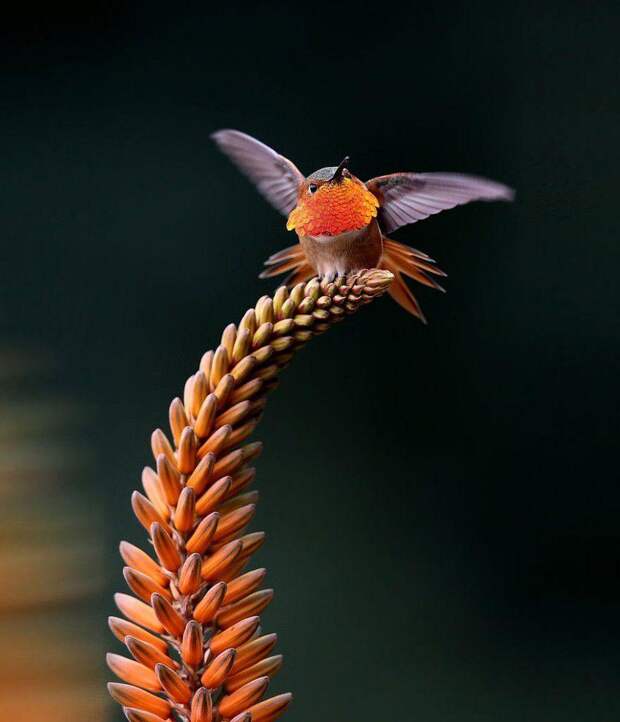 Фотография: 20 колибри крупным планом: удивительная красота крошечных птичек №20 - BigPicture.ru